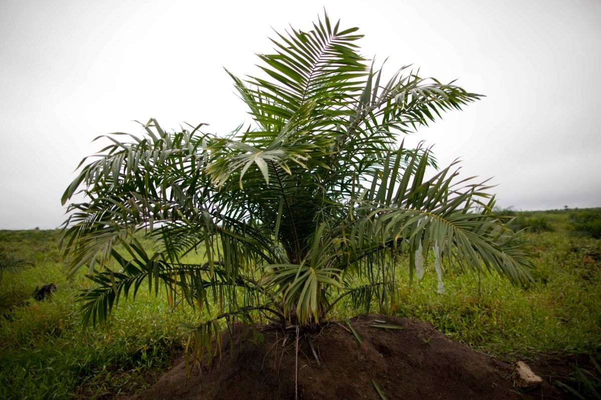 Palm oil trees in Guatemala.